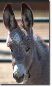 burros are cute